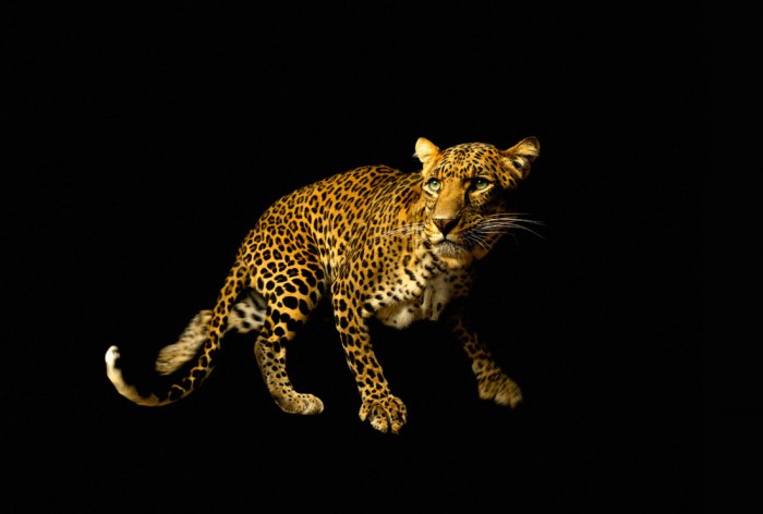 Die Fototapete Leopard, Fotografie by Mark Laita, eine Vlies-Fototapete bei Livingwalls Cologne online kaufen. Die Fototapete Leopard, Fotografie by Mark Laita ist eine Fototapete auf Maß.