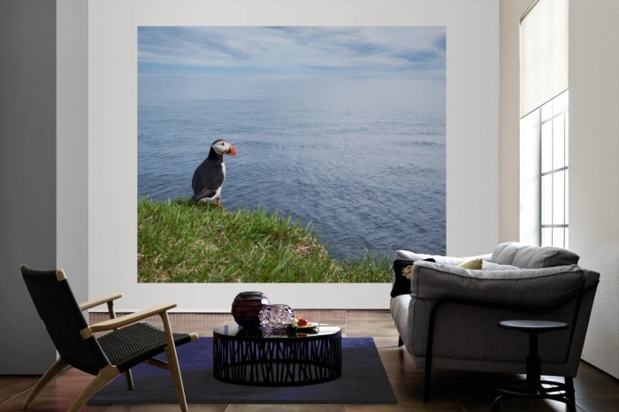 Die Fototapete Vogel in Island, Papageitaucher als große Bildtapete im Wohnzimmer. Als Bildtapete ist die Fototapete Vogel in Island, Papageitaucher ein besonderes Highlight auf Vliestapete.