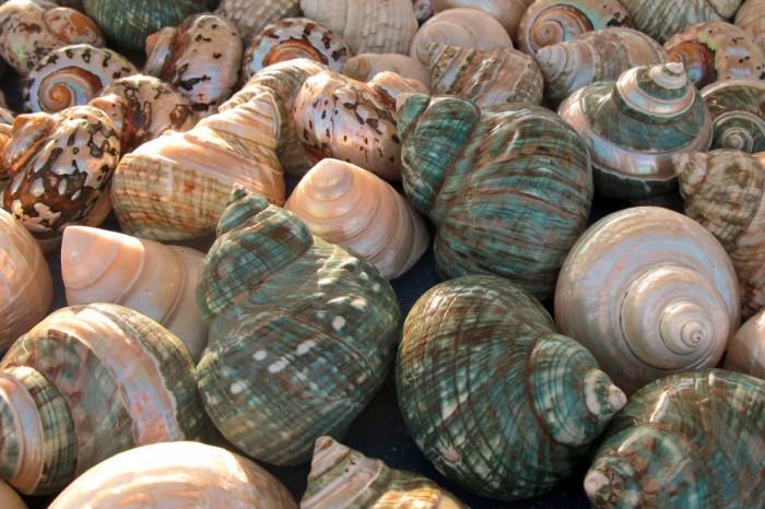 Die Fototapete Schneckenhäuser im Sonnenschein, eine Vlies-Fototapete bei Livingwalls Cologne online kaufen. Die Fototapete Schneckenhäuser im Sonnenschein ist eine Fototapete auf Maß.