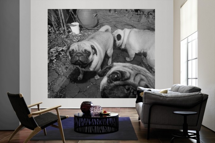 Die Fototapete Mops Familie, schwarz-weiß als große Bildtapete im Wohnzimmer. Als Bildtapete ist die Fototapete Mops Familie, schwarz-weiß ein besonderes Highlight auf Vliestapete.