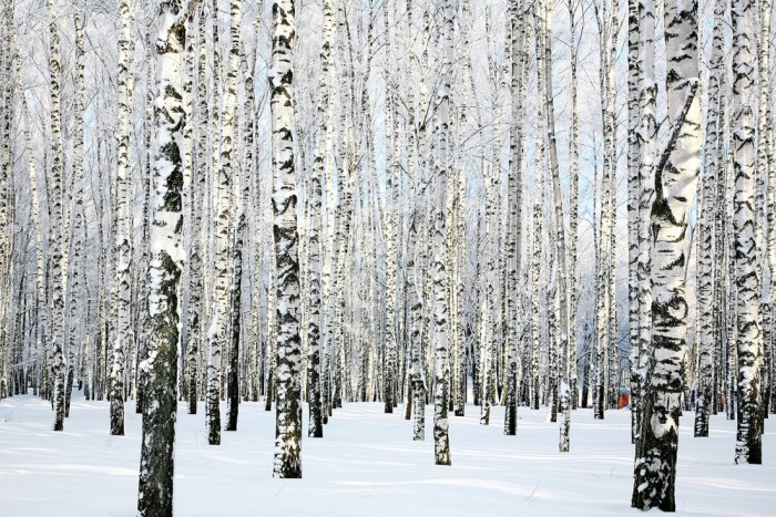 Die Fototapete Birkenwald im Schnee, eine Vlies-Fototapete bei Livingwalls Cologne online kaufen. Die Fototapete Birkenwald im Schnee ist eine Fototapete auf Maß.
