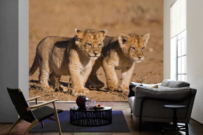 Im Wohnzimmer die Fototapete Löwenbabys in der Savanne auf einer großen Wand tapeziert. Die Fototapete Löwenbabys in der Savanne ist als Vlies-Fototapete im Wohnzimmer leicht zu tapezieren.
