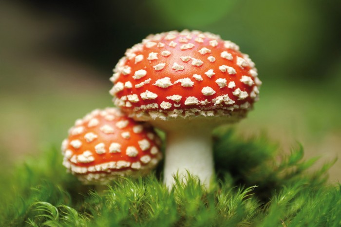 Die Fototapete Fliegenpilz Paar, eine Vlies-Fototapete bei Livingwalls Cologne online kaufen. Die Fototapete Fliegenpilz Paar ist eine Fototapete auf Maß.