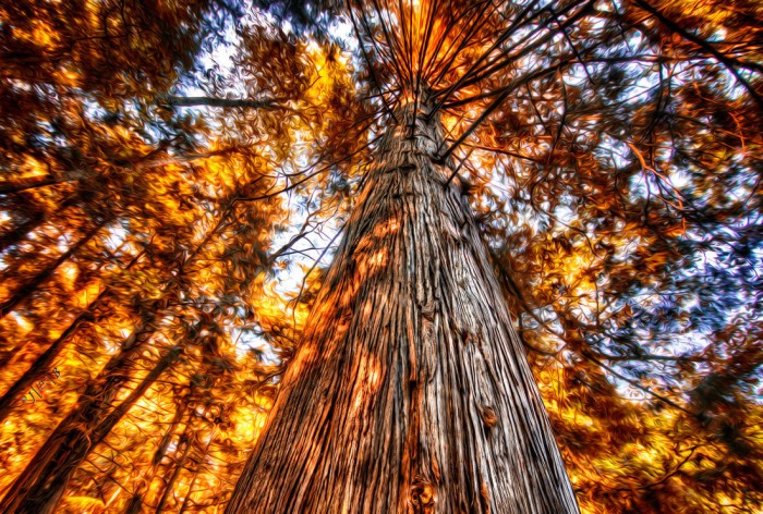 Die Fototapete Alter Herbstbaum im Sonnenlicht, eine Vlies-Fototapete bei Livingwalls Cologne online kaufen. Die Fototapete Alter Herbstbaum im Sonnenlicht ist eine Fototapete auf Maß.