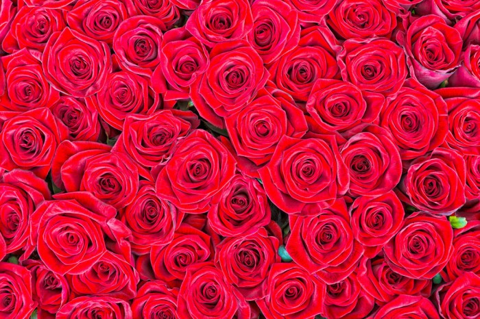 Die Fototapete Rosen in rot, Blütenmeer, eine Vlies-Fototapete bei Livingwalls Cologne online kaufen. Die Fototapete Rosen in rot, Blütenmeer ist eine Fototapete auf Maß.