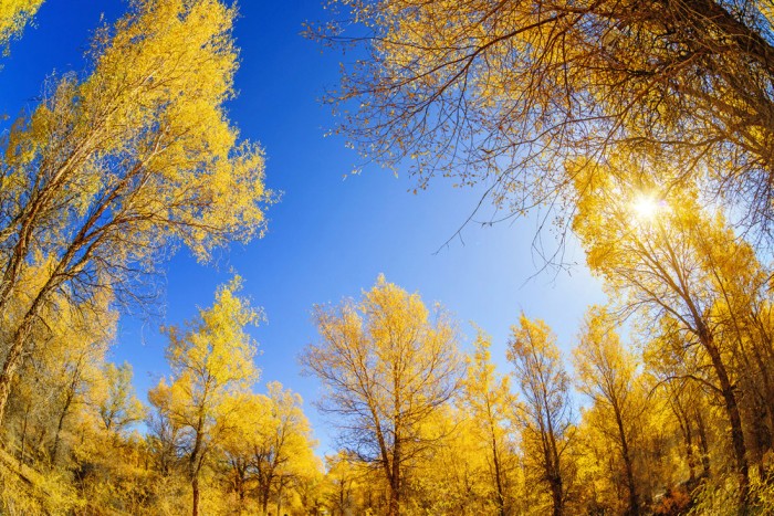Die Fototapete Waldlichtung im herbstlichen Sonnenschein, eine Vlies-Fototapete bei Livingwalls Cologne online kaufen. Die Fototapete Waldlichtung im herbstlichen Sonnenschein ist eine Fototapete auf Maß.