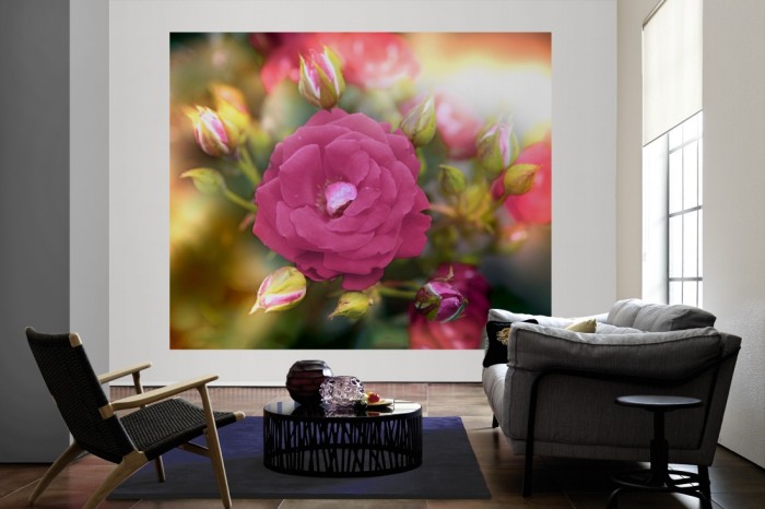 Die Fototapete Rose im Sonnenschein als große Bildtapete im Wohnzimmer. Als Bildtapete ist die Fototapete Rose im Sonnenschein ein besonderes Highlight auf Vliestapete.