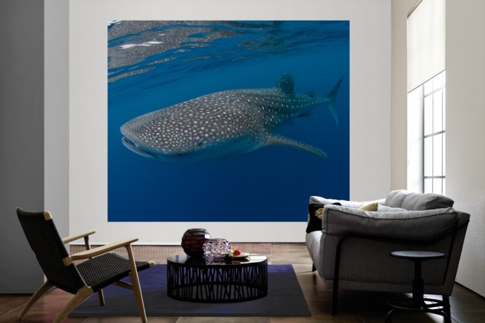 Die Fototapete Walhai im Ozean als große Bildtapete im Wohnzimmer. Als Bildtapete ist die Fototapete Walhai im Ozean ein besonderes Highlight auf Vliestapete.