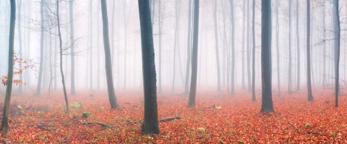 Die Fototapete Wald im Herbstnebel, eine Vlies-Fototapete bei Livingwalls Cologne online kaufen. Die Fototapete Wald im Herbstnebel ist eine Fototapete auf Maß.