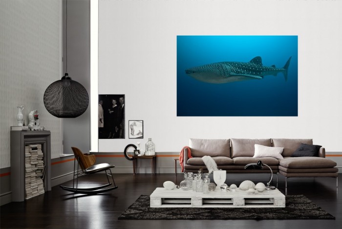 Die Fototapete Walhai im tiefen Meer als Wandbild im Wohnzimmer. Die Vlies-Fototapete Walhai im tiefen Meer verschönert als Wandbild Deine Wand.