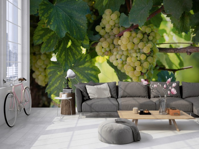 Die Fototapete Weintrauben an der Weinrebe auf einer großen Wand im Loft tapeziert. Die Fototapete Weintrauben an der Weinrebe wird individuell auf Deine Wand angepasst.