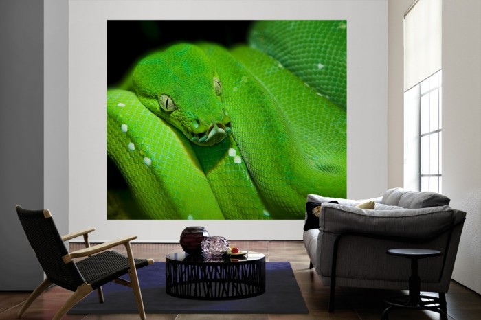 Die Fototapete Schlange im Blick als große Bildtapete im Wohnzimmer. Als Bildtapete ist die Fototapete Schlange im Blick ein besonderes Highlight auf Vliestapete.