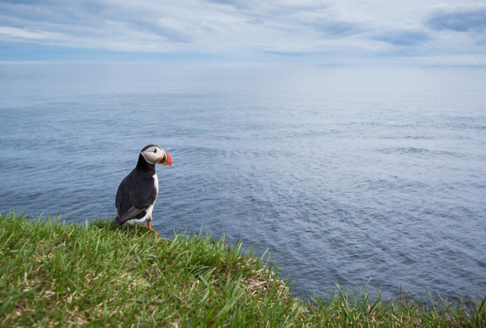Die Fototapete Vogel in Island, Papageitaucher, eine Vlies-Fototapete bei Livingwalls Cologne online kaufen. Die Fototapete Vogel in Island, Papageitaucher ist eine Fototapete auf Maß.