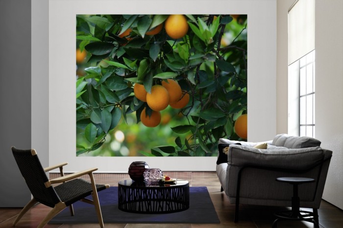 Die Fototapete Orangen am Orangenbaum als große Bildtapete im Wohnzimmer. Als Bildtapete ist die Fototapete Orangen am Orangenbaum ein besonderes Highlight auf Vliestapete.