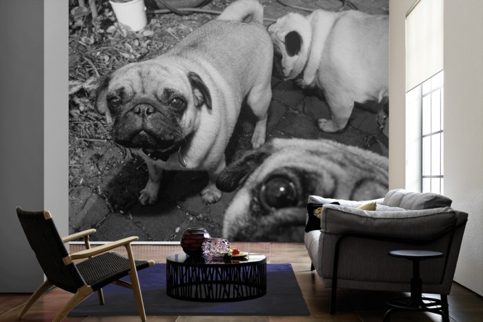 Im Wohnzimmer die Fototapete Mops Familie, schwarz-weiß auf einer großen Wand tapeziert. Die Fototapete Mops Familie, schwarz-weiß ist als Vlies-Fototapete im Wohnzimmer leicht zu tapezieren.