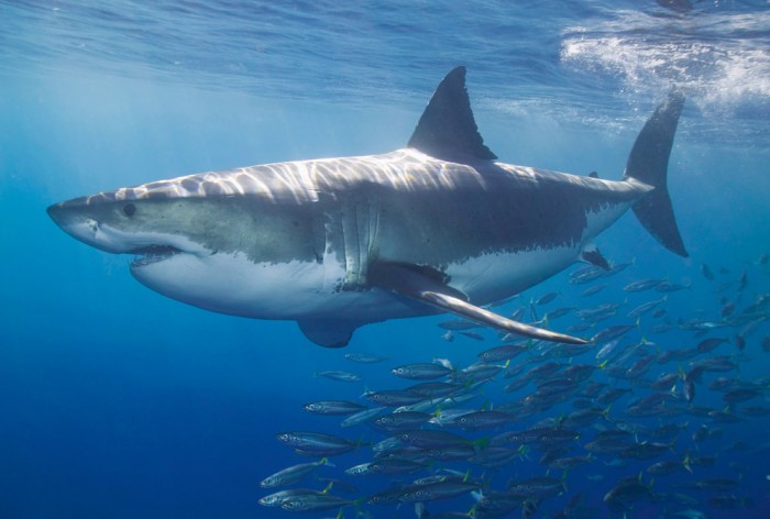 Die Fototapete Hai mit Fischschwarm, eine Vlies-Fototapete bei Livingwalls Cologne online kaufen. Die Fototapete Hai mit Fischschwarm ist eine Fototapete auf Maß.