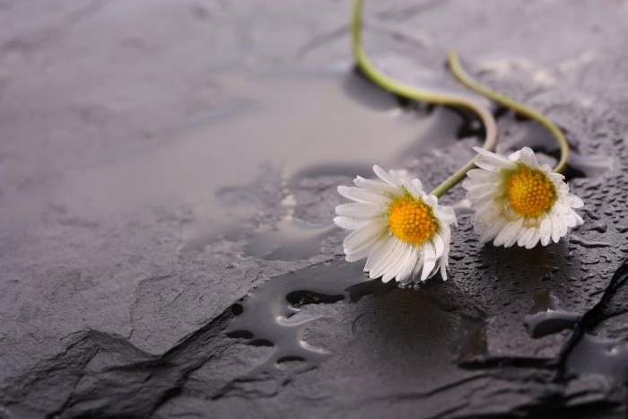 Die Fototapete Kamillenblüten auf Schieferstein, eine Vlies-Fototapete bei Livingwalls Cologne online kaufen. Die Fototapete Kamillenblüten auf Schieferstein ist eine Fototapete auf Maß.