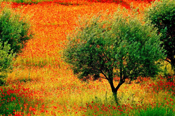 Die Fototapete Mohnblumen Feld mit Baum, eine Vlies-Fototapete bei Livingwalls Cologne online kaufen. Die Fototapete Mohnblumen Feld mit Baum ist eine Fototapete auf Maß.