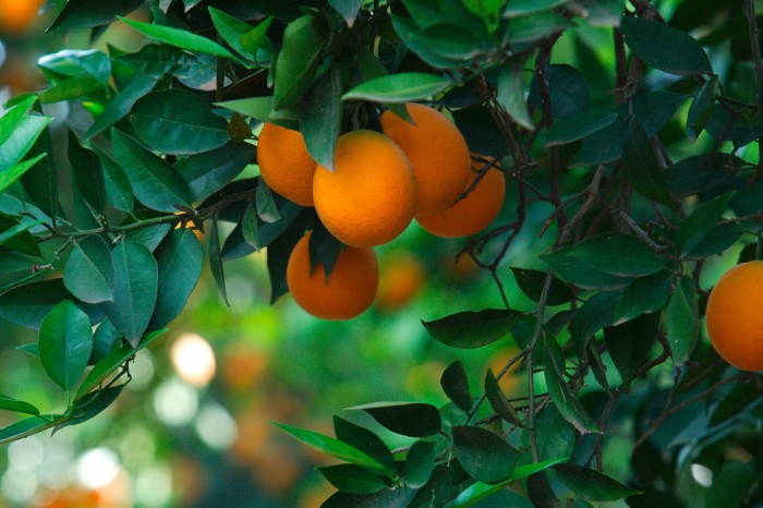 Die Fototapete Orangen am Orangenbaum, eine Vlies-Fototapete bei Livingwalls Cologne online kaufen. Die Fototapete Orangen am Orangenbaum ist eine Fototapete auf Maß.