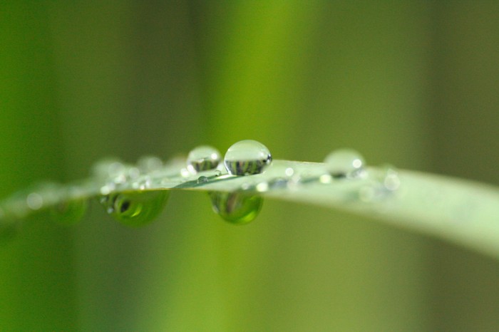 Die Fototapete Grashalm mit Wassertropfen, eine Vlies-Fototapete bei Livingwalls Cologne online kaufen. Die Fototapete Grashalm mit Wassertropfen ist eine Fototapete auf Maß.