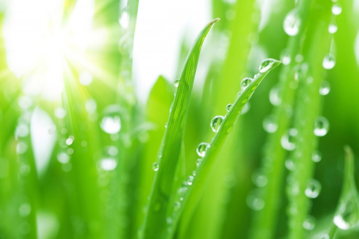 Die Fototapete Gras mit Wassertropfen, eine Vlies-Fototapete bei Livingwalls Cologne online kaufen. Die Fototapete Gras mit Wassertropfen ist eine Fototapete auf Maß.
