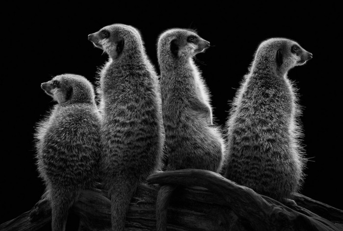 Die Fototapete Erdmännchen, schwarz-weiß, eine Vlies-Fototapete bei Livingwalls Cologne online kaufen. Die Fototapete Erdmännchen, schwarz-weiß ist eine Fototapete auf Maß.