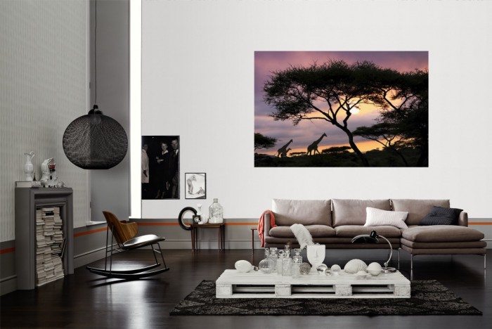 Die Fototapete Giraffen im Sonnenaufgang, Afrika als Wandbild im Wohnzimmer. Die Vlies-Fototapete Giraffen im Sonnenaufgang, Afrika verschönert als Wandbild Deine Wand.