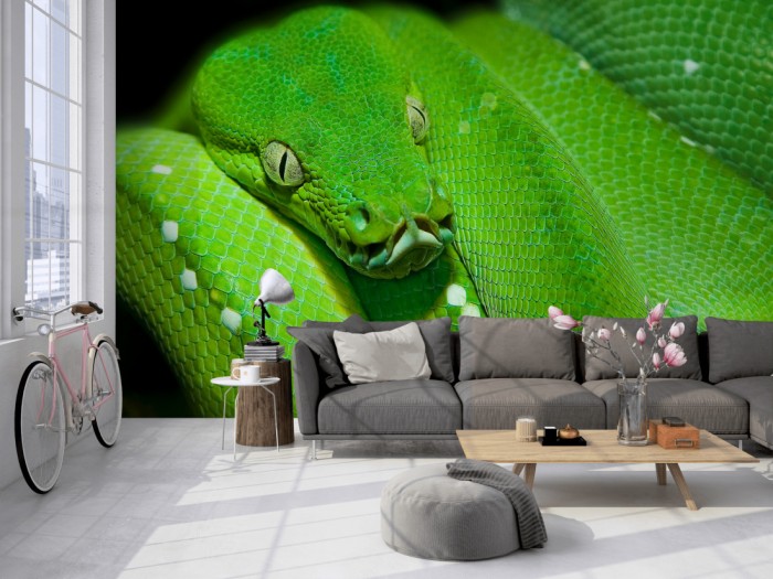 Die Fototapete Schlange im Blick auf einer großen Wand im Loft tapeziert. Die Fototapete Schlange im Blick wird individuell auf Deine Wand angepasst.