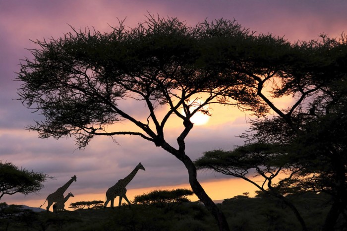 Die Fototapete Giraffen im Sonnenaufgang, Afrika, eine Vlies-Fototapete bei Livingwalls Cologne online kaufen. Die Fototapete Giraffen im Sonnenaufgang, Afrika ist eine Fototapete auf Maß.