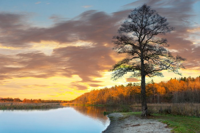 Die Fototapete Sonnenuntergang am Waldsee, Schweden, eine Vlies-Fototapete bei Livingwalls Cologne online kaufen. Die Fototapete Sonnenuntergang am Waldsee, Schweden ist eine Fototapete auf Maß.
