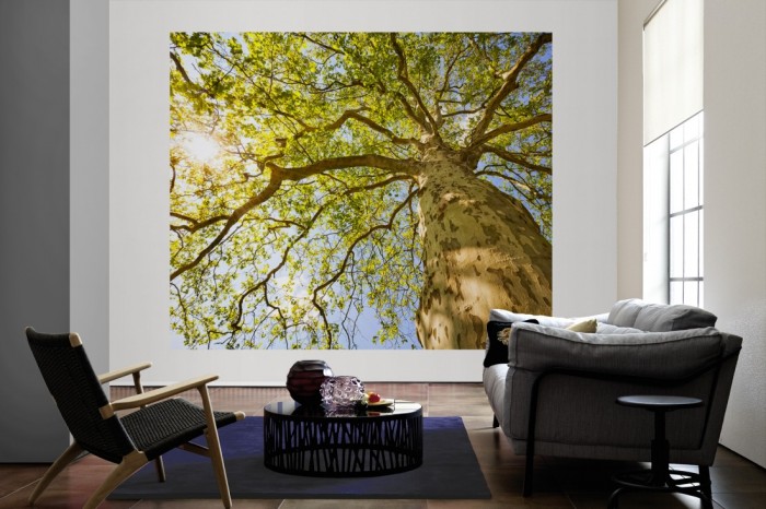 Die Fototapete Baum, Baumkrone im Sonnenschein als große Bildtapete im Wohnzimmer. Als Bildtapete ist die Fototapete Baum, Baumkrone im Sonnenschein ein besonderes Highlight auf Vliestapete.