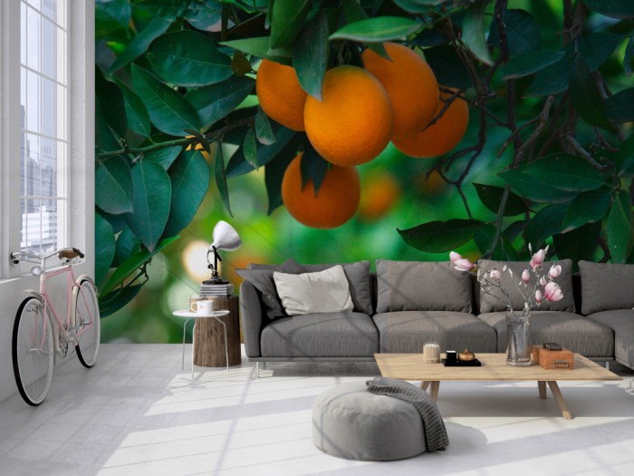 Die Fototapete Orangen am Orangenbaum auf einer großen Wand im Loft tapeziert. Die Fototapete Orangen am Orangenbaum wird individuell auf Deine Wand angepasst.