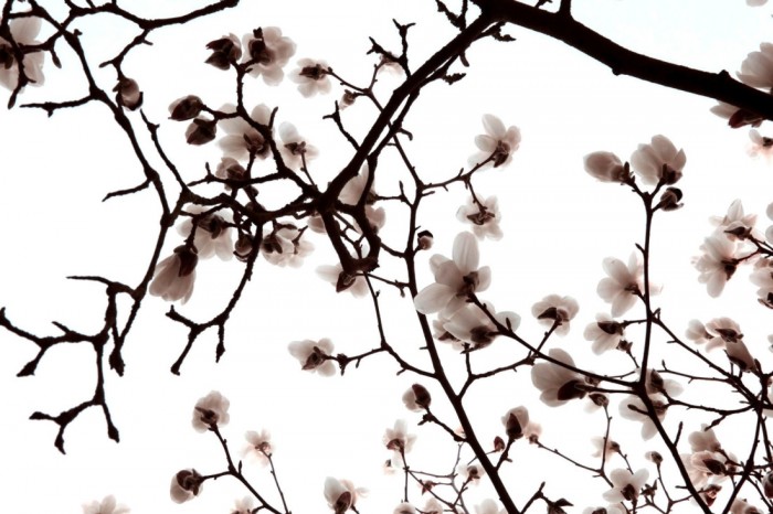 Die Fototapete Magnolie Äste in Weiß, eine Vlies-Fototapete bei Livingwalls Cologne online kaufen. Die Fototapete Magnolie Äste in Weiß ist eine Fototapete auf Maß.