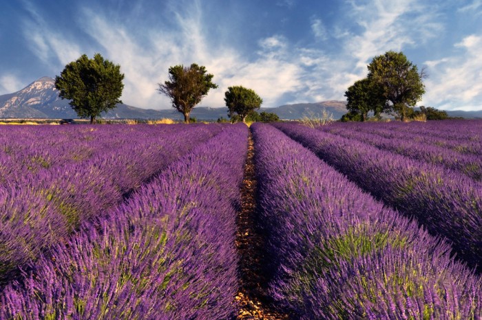 Die Fototapete Lavendel Feld der Provence, Frankreich, eine Vlies-Fototapete bei Livingwalls Cologne online kaufen. Die Fototapete Lavendel Feld der Provence, Frankreich ist eine Fototapete auf Maß.