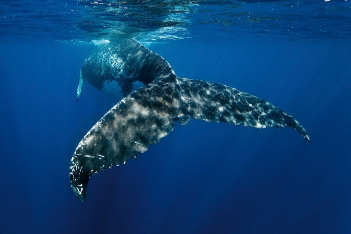 Die Fototapete Wal im Ozean, eine Vlies-Fototapete bei Livingwalls Cologne online kaufen. Die Fototapete Wal im Ozean ist eine Fototapete auf Maß.