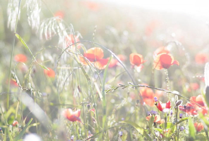 Die Fototapete Mohn Blumen im Sonnenlicht, eine Vlies-Fototapete bei Livingwalls Cologne online kaufen. Die Fototapete Mohn Blumen im Sonnenlicht ist eine Fototapete auf Maß.