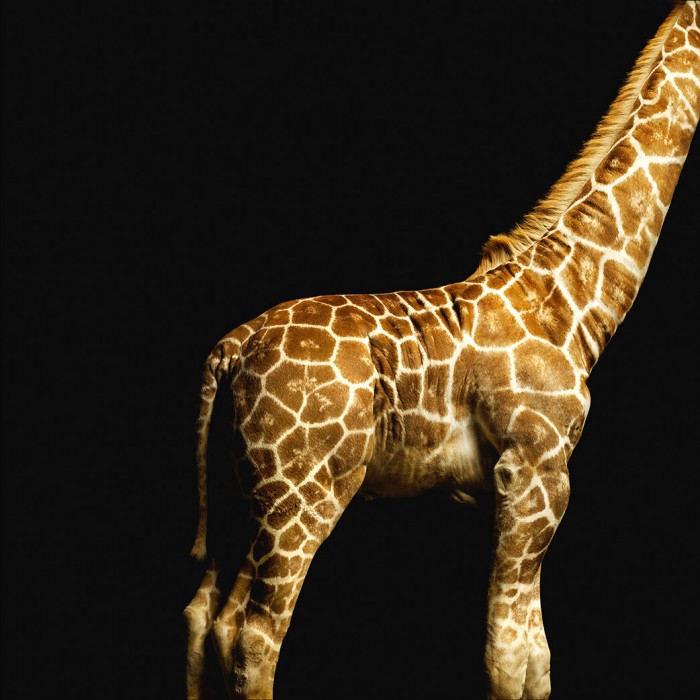 Die Fototapete Giraffe, Fotografie by Mark Laita, eine Vlies-Fototapete bei Livingwalls Cologne online kaufen. Die Fototapete Giraffe, Fotografie by Mark Laita ist eine Fototapete auf Maß.