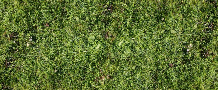 Die Fototapete Grünes Gras, eine Vlies-Fototapete bei Livingwalls Cologne online kaufen. Die Fototapete Grünes Gras ist eine Fototapete auf Maß.