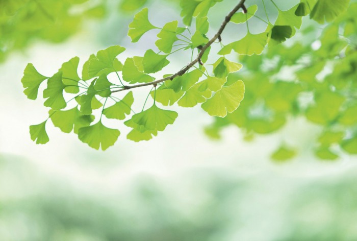 Die Fototapete Ginkgo am Zweig, eine Vlies-Fototapete bei Livingwalls Cologne online kaufen. Die Fototapete Ginkgo am Zweig ist eine Fototapete auf Maß.