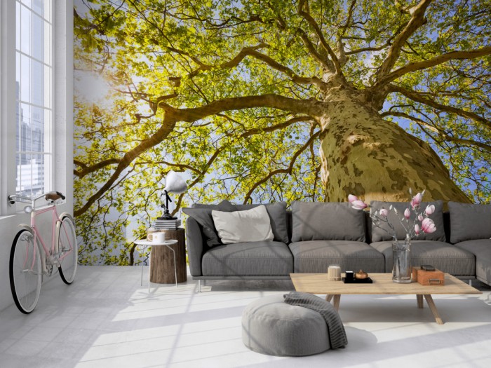Die Fototapete Baum, Baumkrone im Sonnenschein auf einer großen Wand im Loft tapeziert. Die Fototapete Baum, Baumkrone im Sonnenschein wird individuell auf Deine Wand angepasst.