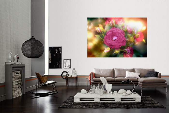 Die Fototapete Rose im Sonnenschein als Wandbild im Wohnzimmer. Die Vlies-Fototapete Rose im Sonnenschein verschönert als Wandbild Deine Wand.