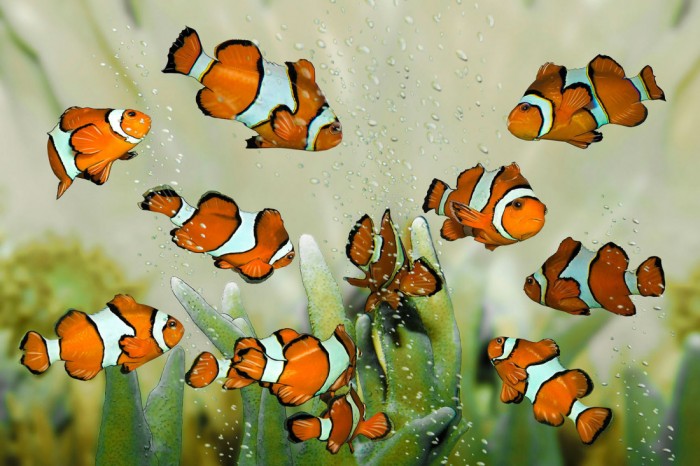 Die Fototapete Fische im Aquarium, Clownfische, eine Vlies-Fototapete bei Livingwalls Cologne online kaufen. Die Fototapete Fische im Aquarium, Clownfische ist eine Fototapete auf Maß.