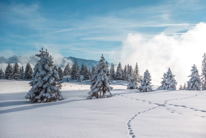 Die Fototapete Wald im Winter, Schwarzwald, eine Vlies-Fototapete bei Livingwalls Cologne online kaufen. Die Fototapete Wald im Winter, Schwarzwald ist eine Fototapete auf Maß.