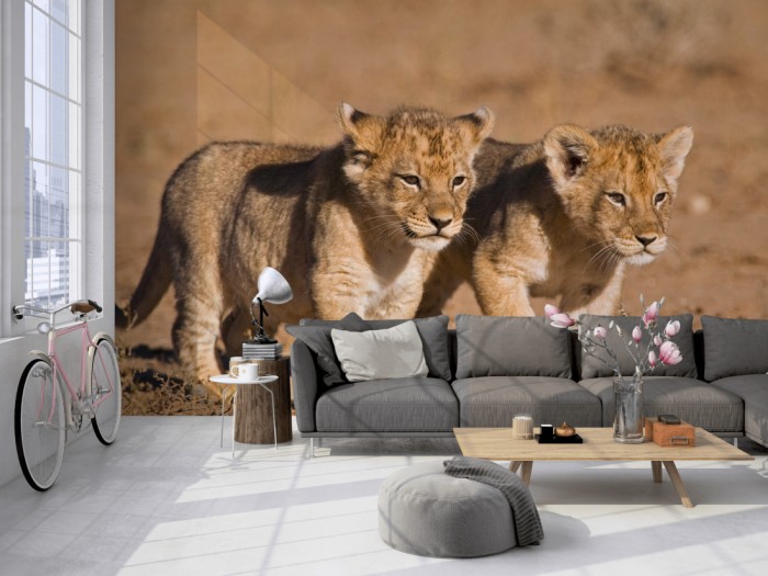 Die Fototapete Löwenbabys in der Savanne auf einer großen Wand im Loft tapeziert. Die Fototapete Löwenbabys in der Savanne wird individuell auf Deine Wand angepasst.