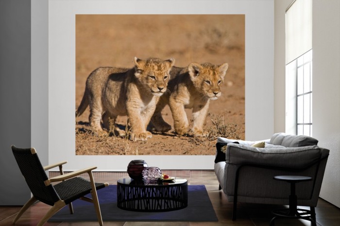 Die Fototapete Löwenbabys in der Savanne als große Bildtapete im Wohnzimmer. Als Bildtapete ist die Fototapete Löwenbabys in der Savanne ein besonderes Highlight auf Vliestapete.