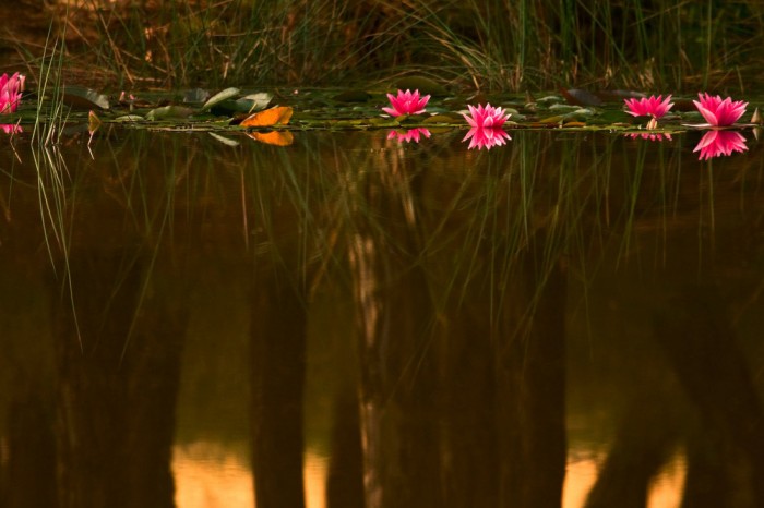 Die Fototapete Teich mit Seerosen, eine Vlies-Fototapete bei Livingwalls Cologne online kaufen. Die Fototapete Teich mit Seerosen ist eine Fototapete auf Maß.