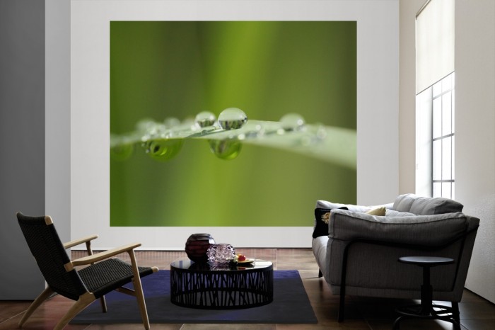 Die Fototapete Grashalm mit Wassertropfen als große Bildtapete im Wohnzimmer. Als Bildtapete ist die Fototapete Grashalm mit Wassertropfen ein besonderes Highlight auf Vliestapete.