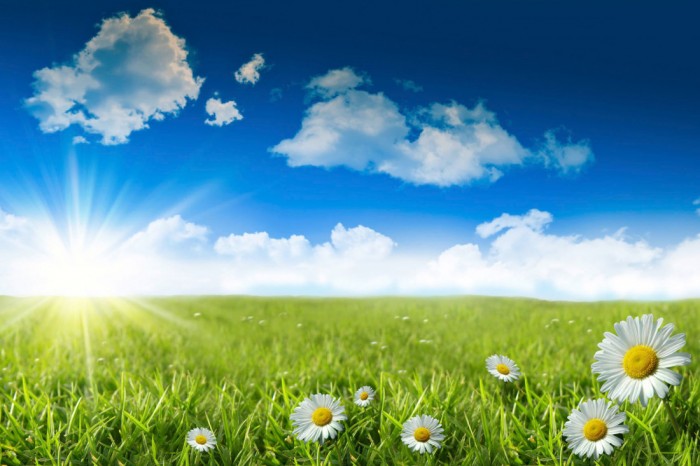 Die Fototapete Sommerwiese unter blauem Himmel, eine Vlies-Fototapete bei Livingwalls Cologne online kaufen. Die Fototapete Sommerwiese unter blauem Himmel ist eine Fototapete auf Maß.