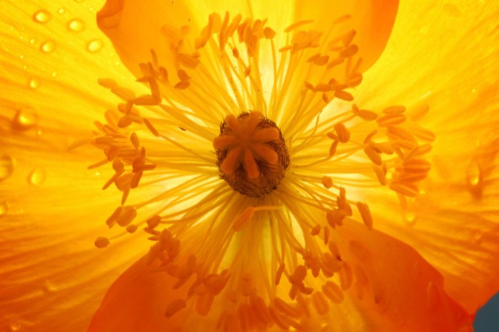 Die Fototapete Mohn Blume in Gelb, eine Vlies-Fototapete bei Livingwalls Cologne online kaufen. Die Fototapete Mohn Blume in Gelb ist eine Fototapete auf Maß.