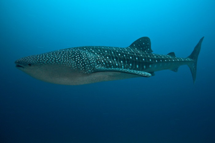 Die Fototapete Walhai im tiefen Meer, eine Vlies-Fototapete bei Livingwalls Cologne online kaufen. Die Fototapete Walhai im tiefen Meer ist eine Fototapete auf Maß.